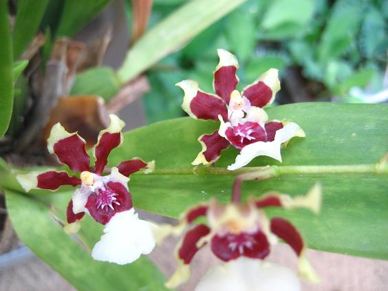 ���ƒ�̉ԂƎČ��E��