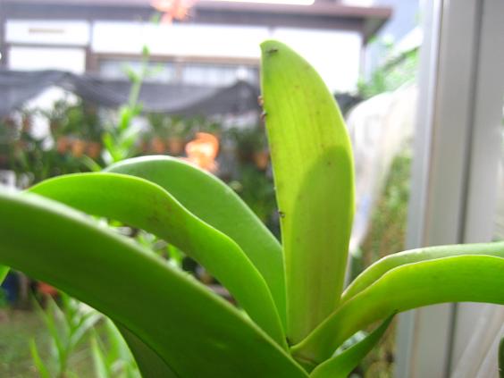 ���ƒ�̉ԂƎČ��E��