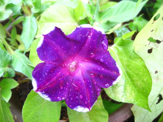 ���ƒ�̉ԂƎČ��E��