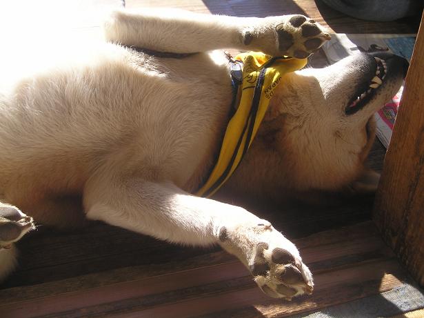 ���ƒ�̉ԂƎČ��E��