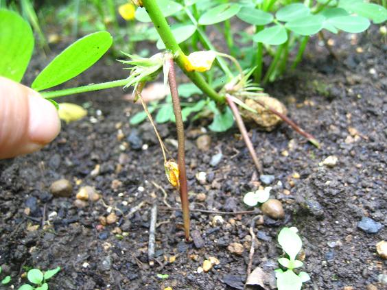 ���ƒ�̉ԂƎČ��E��