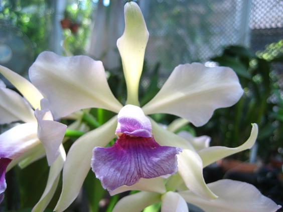 ���ƒ�̉ԂƎČ��E��