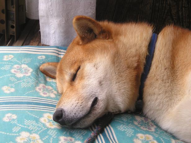 ���ƒ�̉ԂƎČ��E��