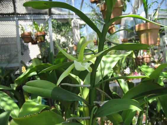 ���ƒ�̉ԂƎČ��E��