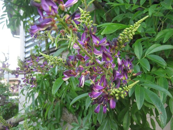 ���ƒ�̉ԂƎČ��E��