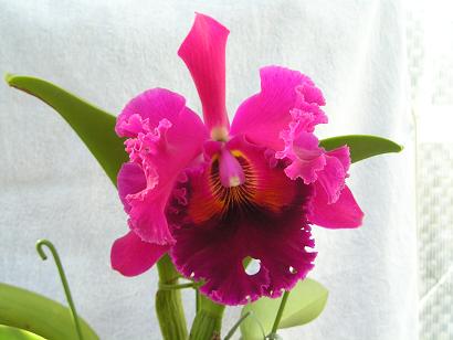 ���ƒ�̉ԂƎČ��E��