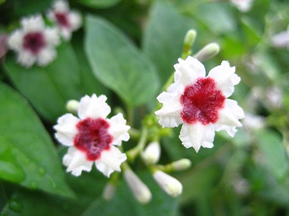 ���ƒ�̉ԂƎČ��E��