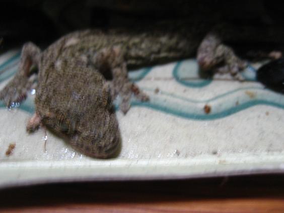 ���ƒ�̉ԂƎČ��E��