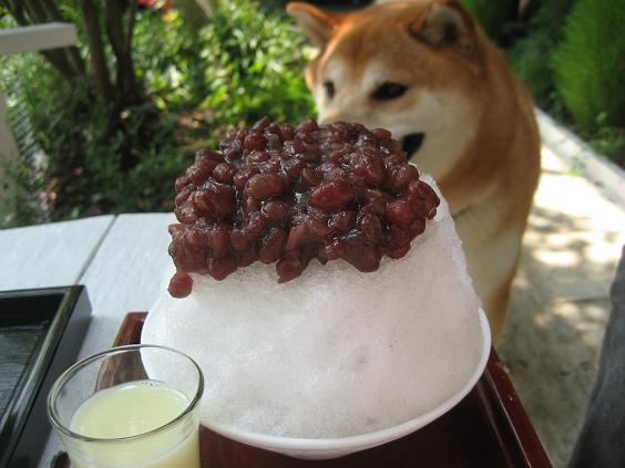 ���ƒ�̉ԂƎČ��E��