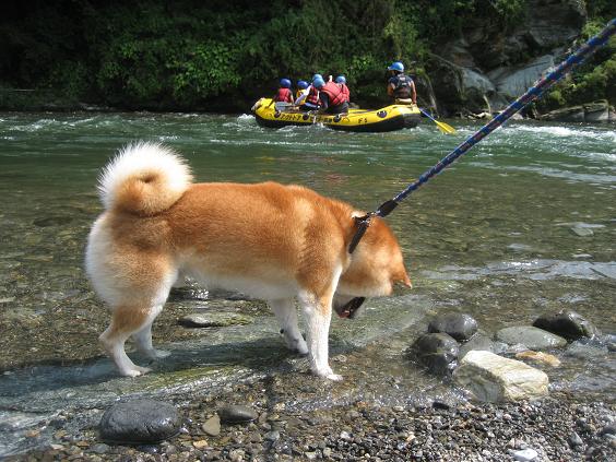 ���ƒ�̉ԂƎČ��E��