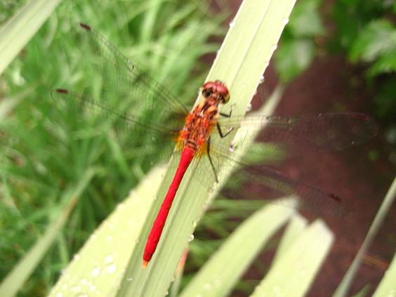 ���ƒ�̉ԂƎČ��E��