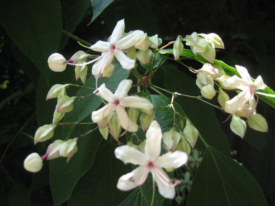 ���ƒ�̉ԂƎČ��E��