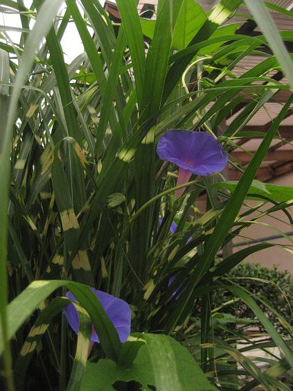 ���ƒ�̉ԂƎČ��E��