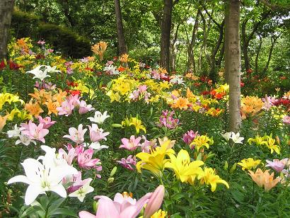 ���ƒ�̉ԂƎČ��E��