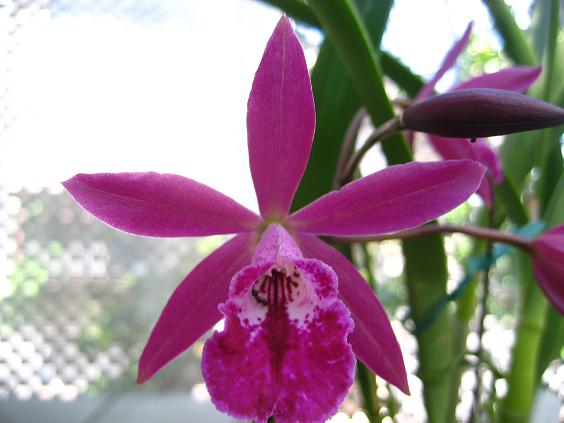 ���ƒ�̉ԂƎČ��E��