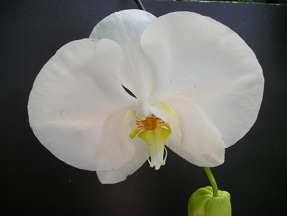 ���ƒ�̉ԂƎČ��E��