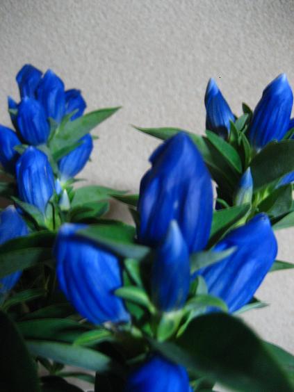 ���ƒ�̉ԂƎČ��E��