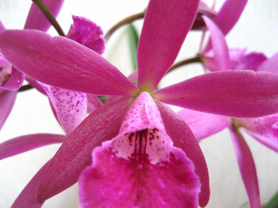 ���ƒ�̉ԂƎČ��E��