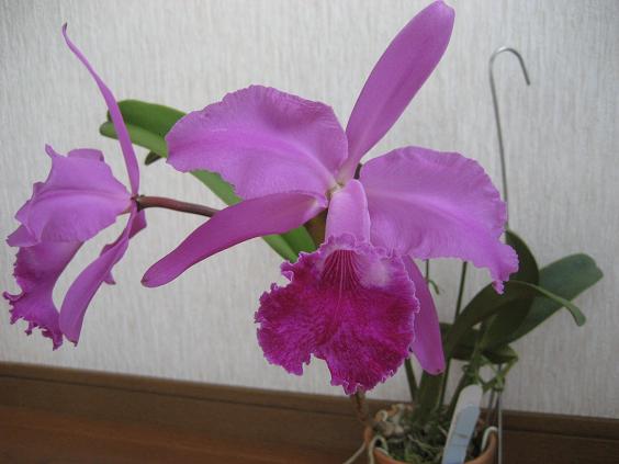 ���ƒ�̉ԂƎČ��E��