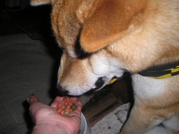 ���ƒ�̉ԂƎČ��E��