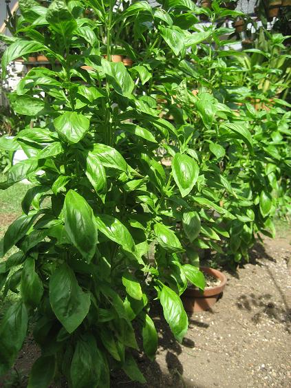 ���ƒ�̉ԂƎČ��E��