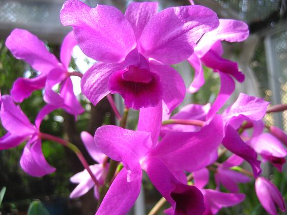 ���ƒ�̉ԂƎČ��E��