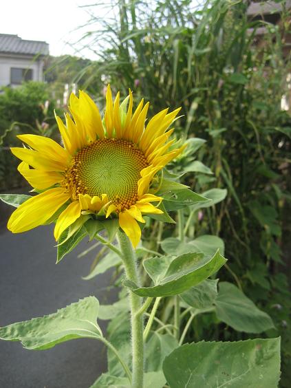 ���ƒ�̉ԂƎČ��E��