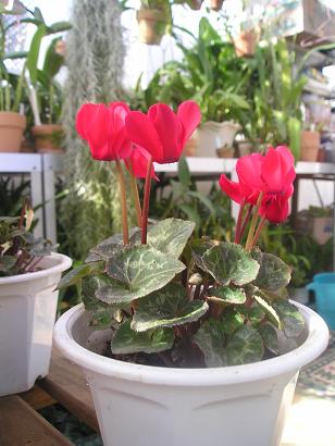 ���ƒ�̉ԂƎČ��E��