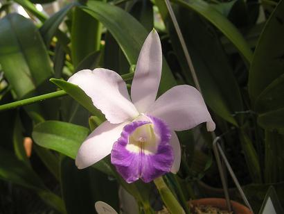 ���ƒ�̉ԂƎČ��E��