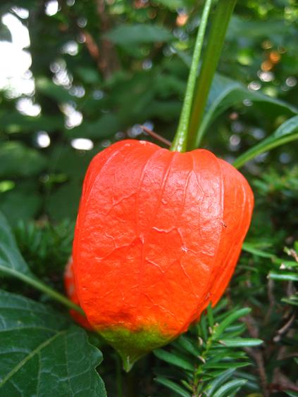 ���ƒ�̉ԂƎČ��E��