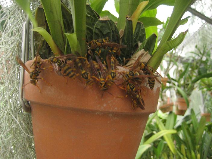 ���ƒ�̉ԂƎČ��E��