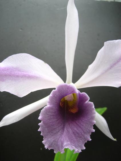 ���ƒ�̉ԂƎČ��E��