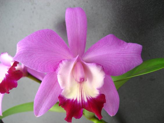 ���ƒ�̉ԂƎČ��E��