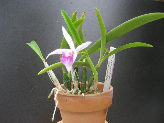 ���ƒ�̉ԂƎČ��E��