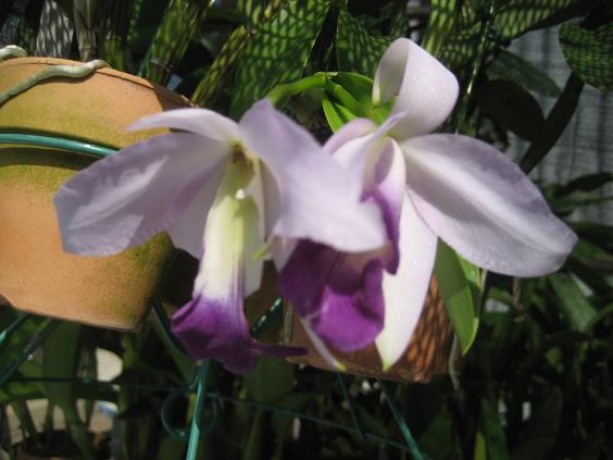 ���ƒ�̉ԂƎČ��E��