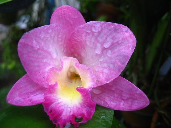 ���ƒ�̉ԂƎČ��E��