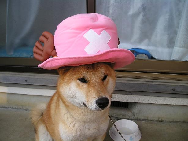 ���ƒ�̉ԂƎČ��E��