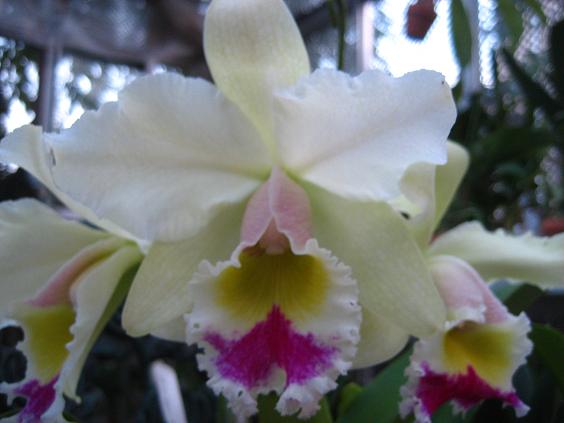 ���ƒ�̉ԂƎČ��E��