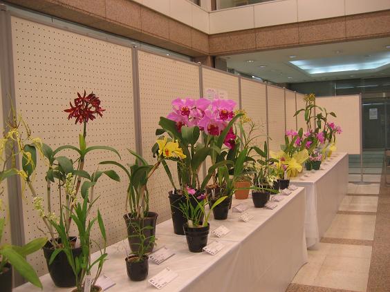 ���ƒ�̉ԂƎČ��E��