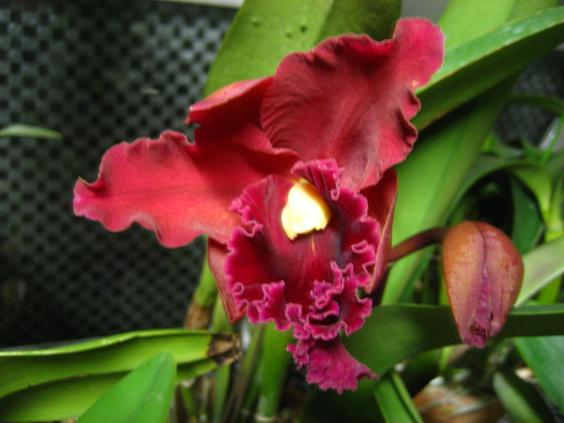 ���ƒ�̉ԂƎČ��E��