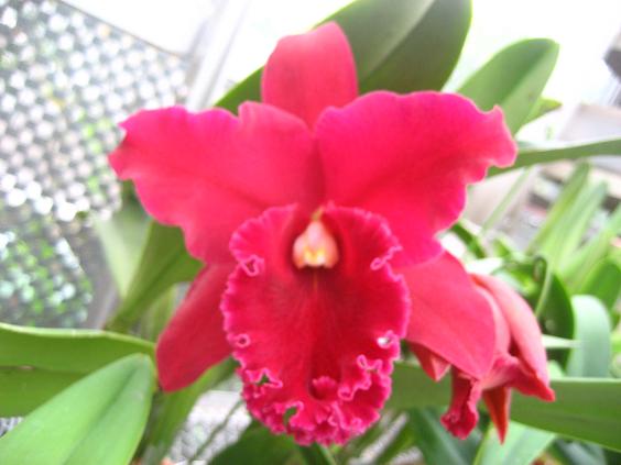 ���ƒ�̉ԂƎČ��E��