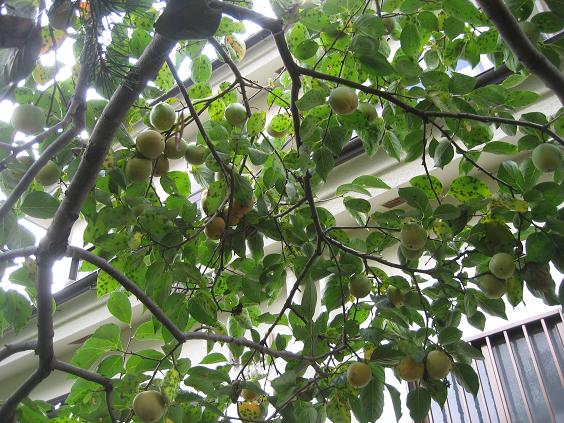 ���ƒ�̉ԂƎČ��E��