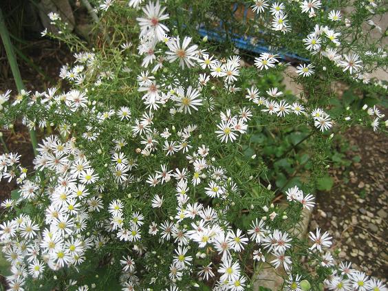 ���ƒ�̉ԂƎČ��E��