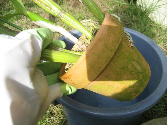 ���ƒ�̉ԂƎČ��E��