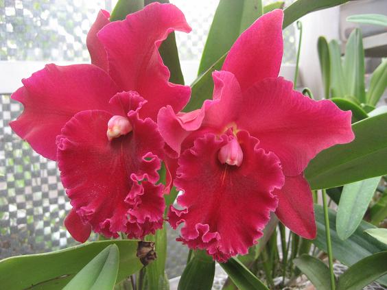 ���ƒ�̉ԂƎČ��E��