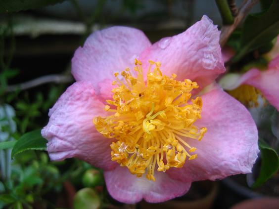 ���ƒ�̉ԂƎČ��E��