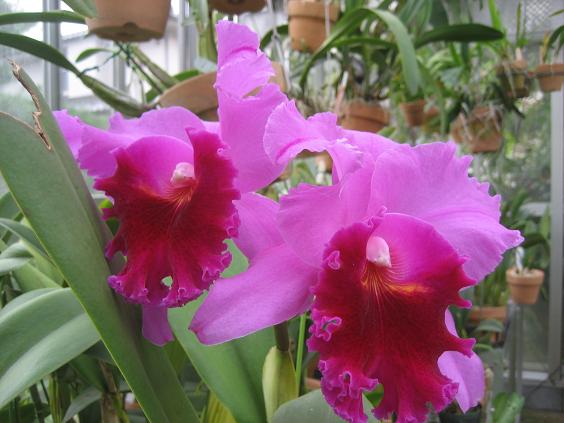 ���ƒ�̉ԂƎČ��E��