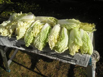 ���ƒ�̉ԂƎČ��E��