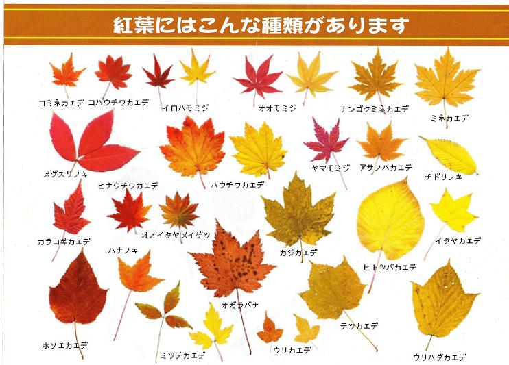 ���ƒ�̉ԂƎČ��E��