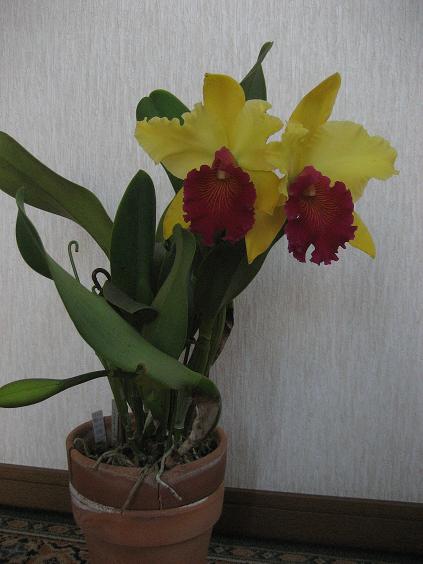 ���ƒ�̉ԂƎČ��E��